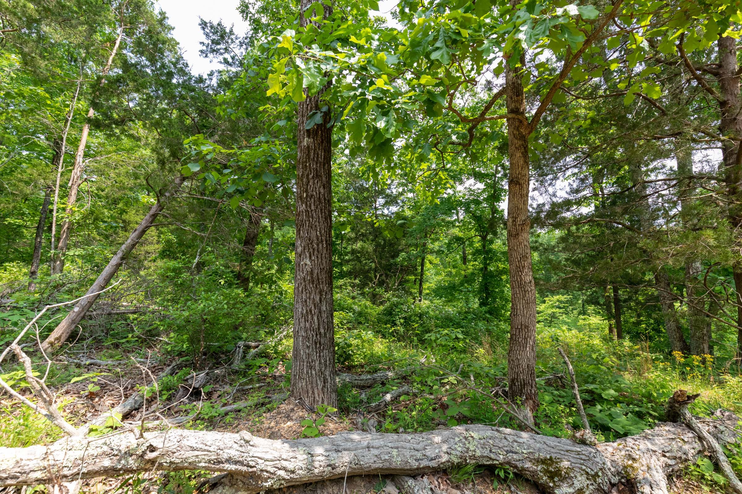 Cedar Creek Tract 16 photo 12