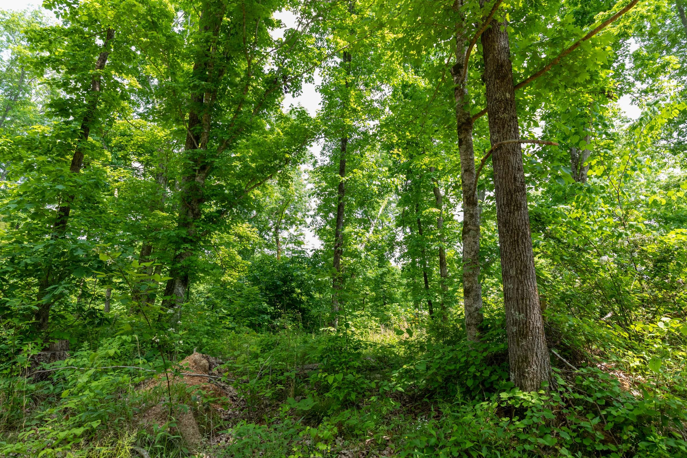 Cedar Creek Tract 16 photo 13