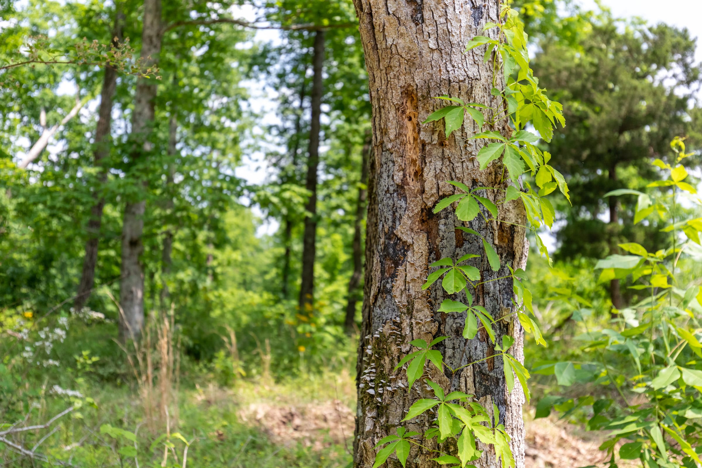 Cedar Creek Tract 16 photo 14