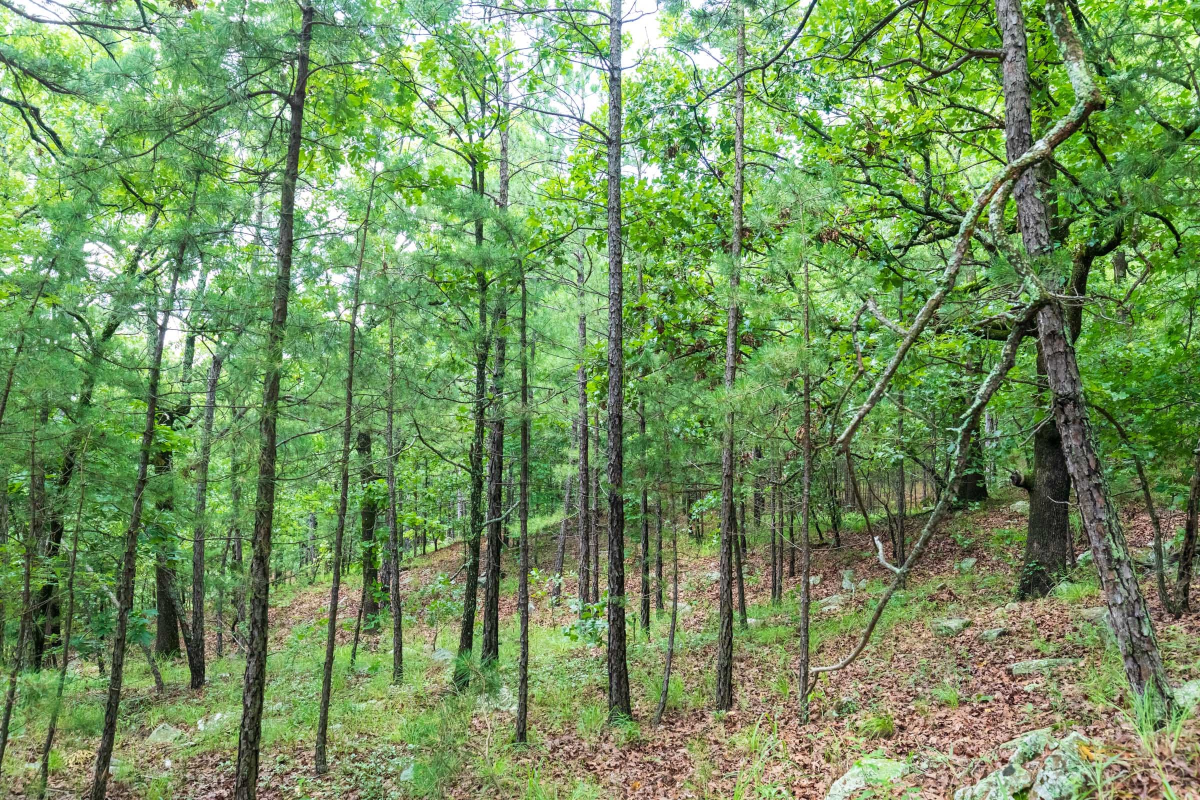 Stone Bridge Phase VI Tract 433 photo 5