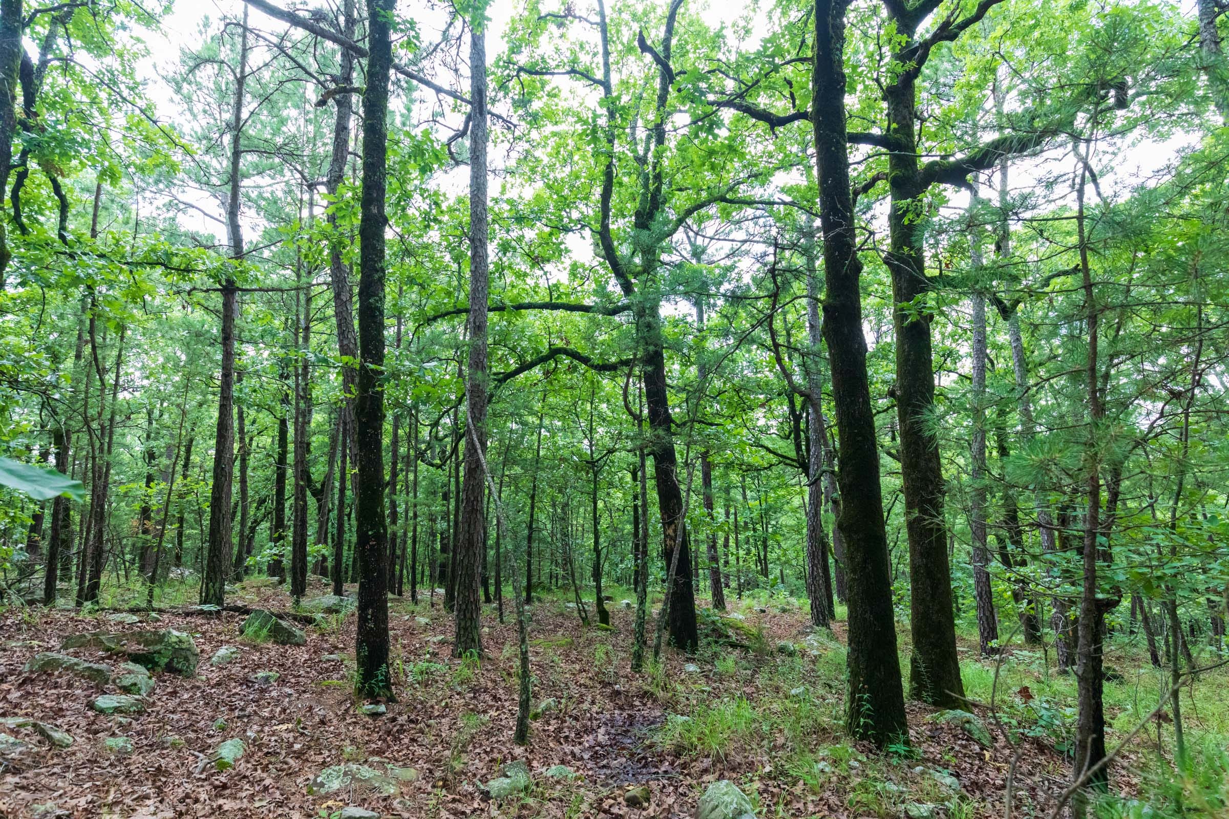Stone Bridge Phase VI Tract 433 photo 6