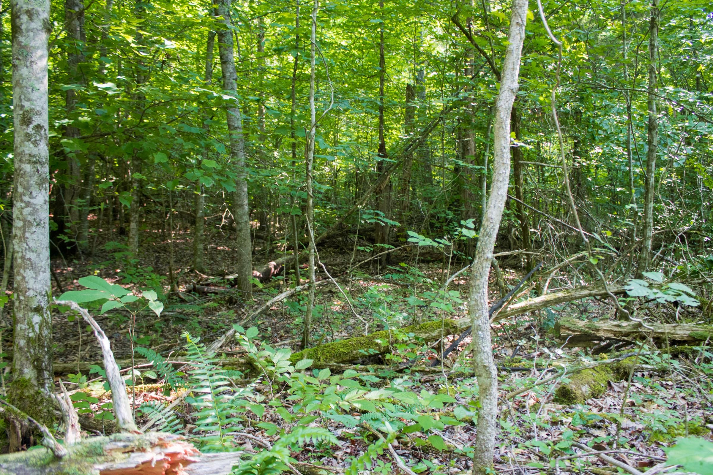 Bluewater Ridge Tract 28 photo 2