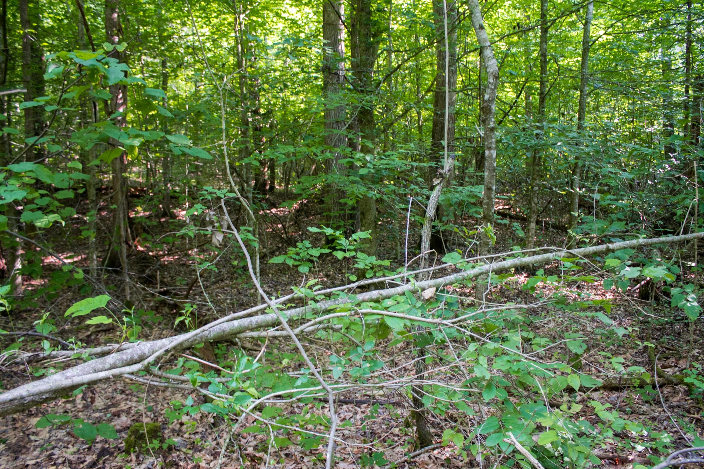 Bluewater Ridge Tract 28 photo 3