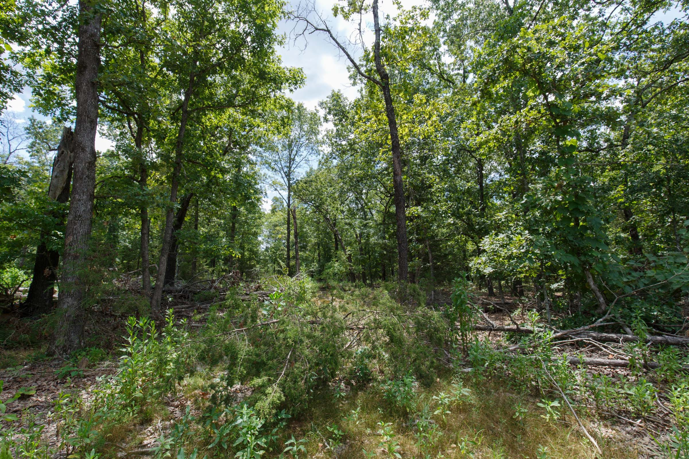 Wildwood Tract 10 photo 2