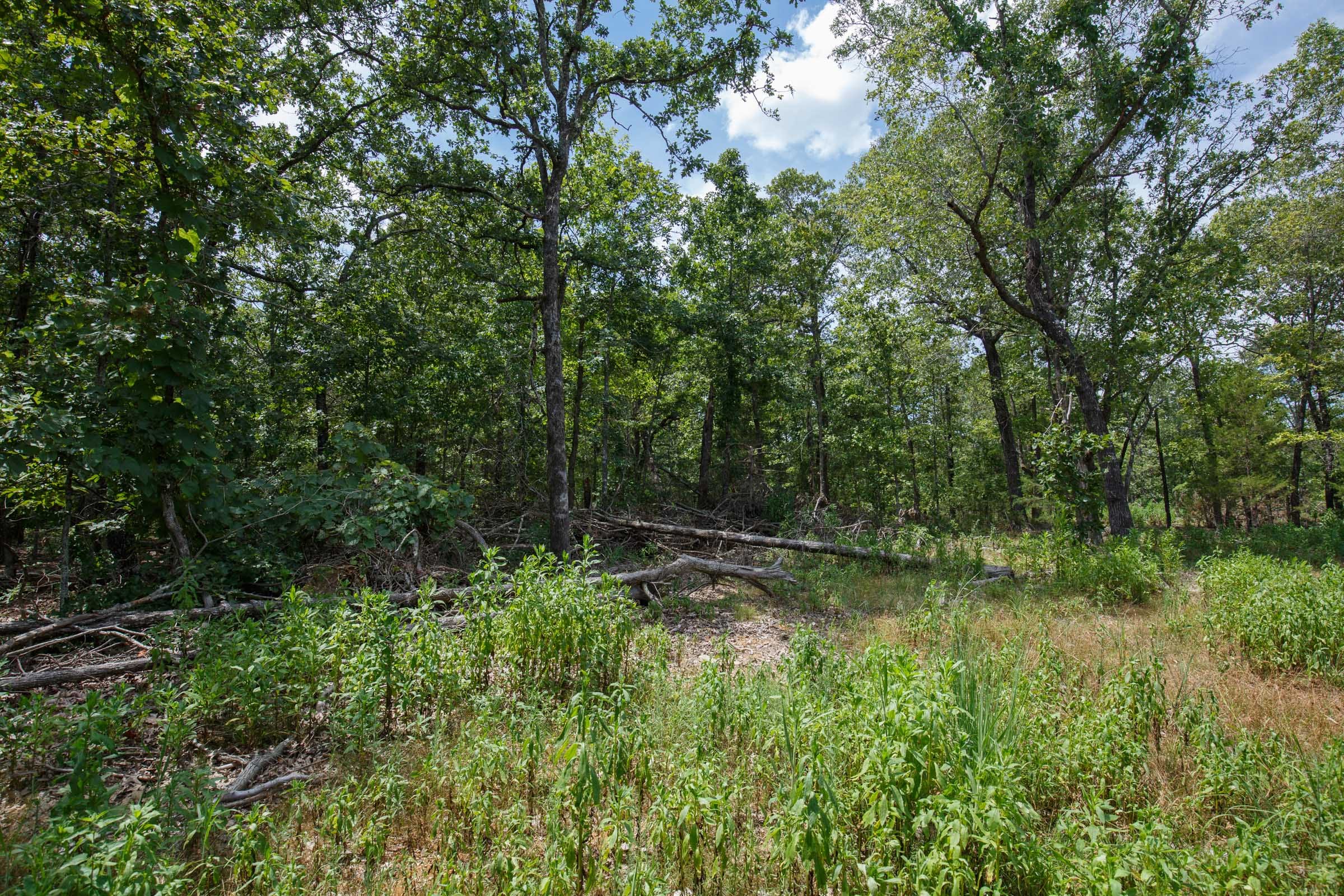 Wildwood Tract 10 photo 9