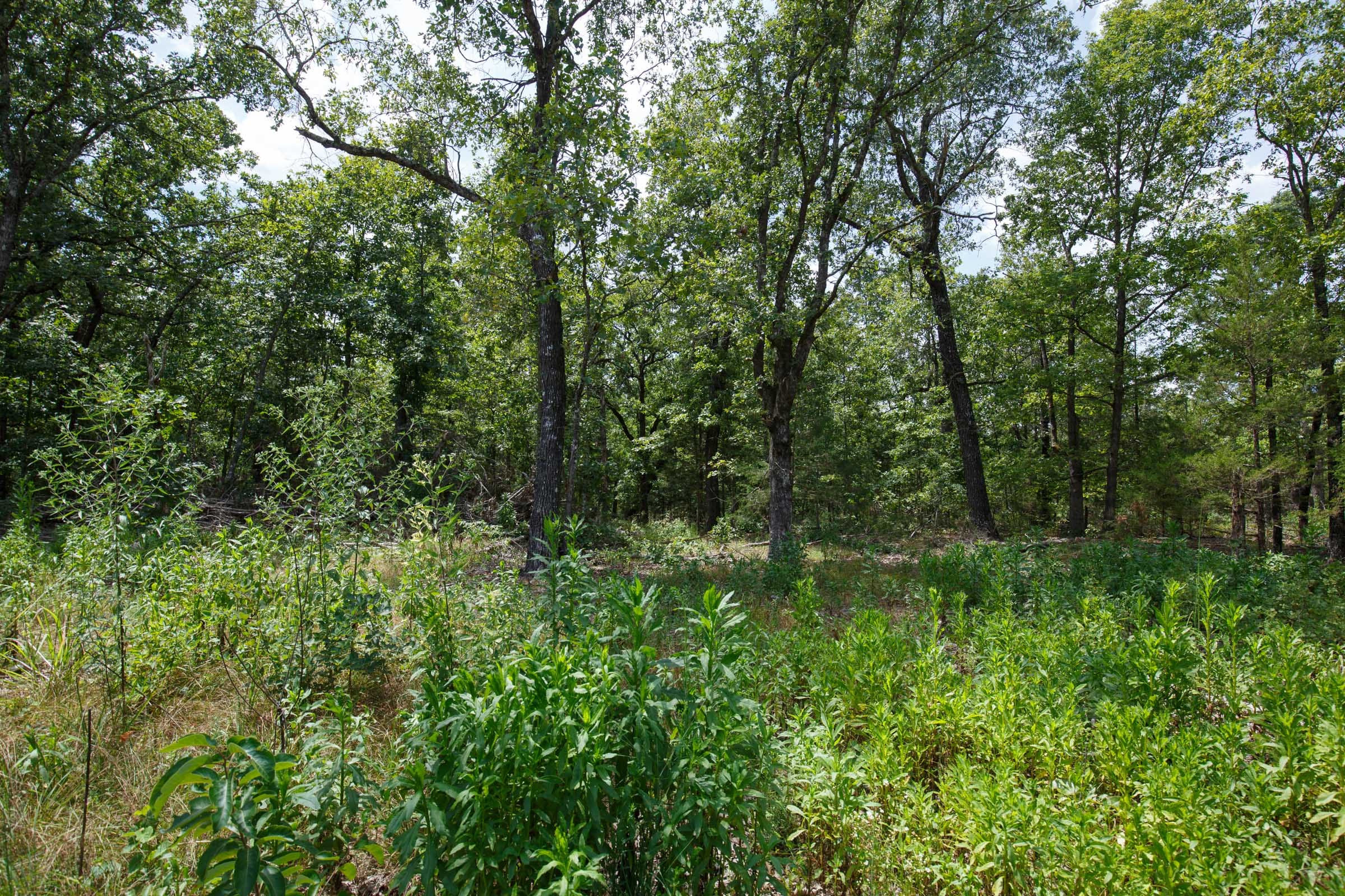 Wildwood Tract 10 photo 7