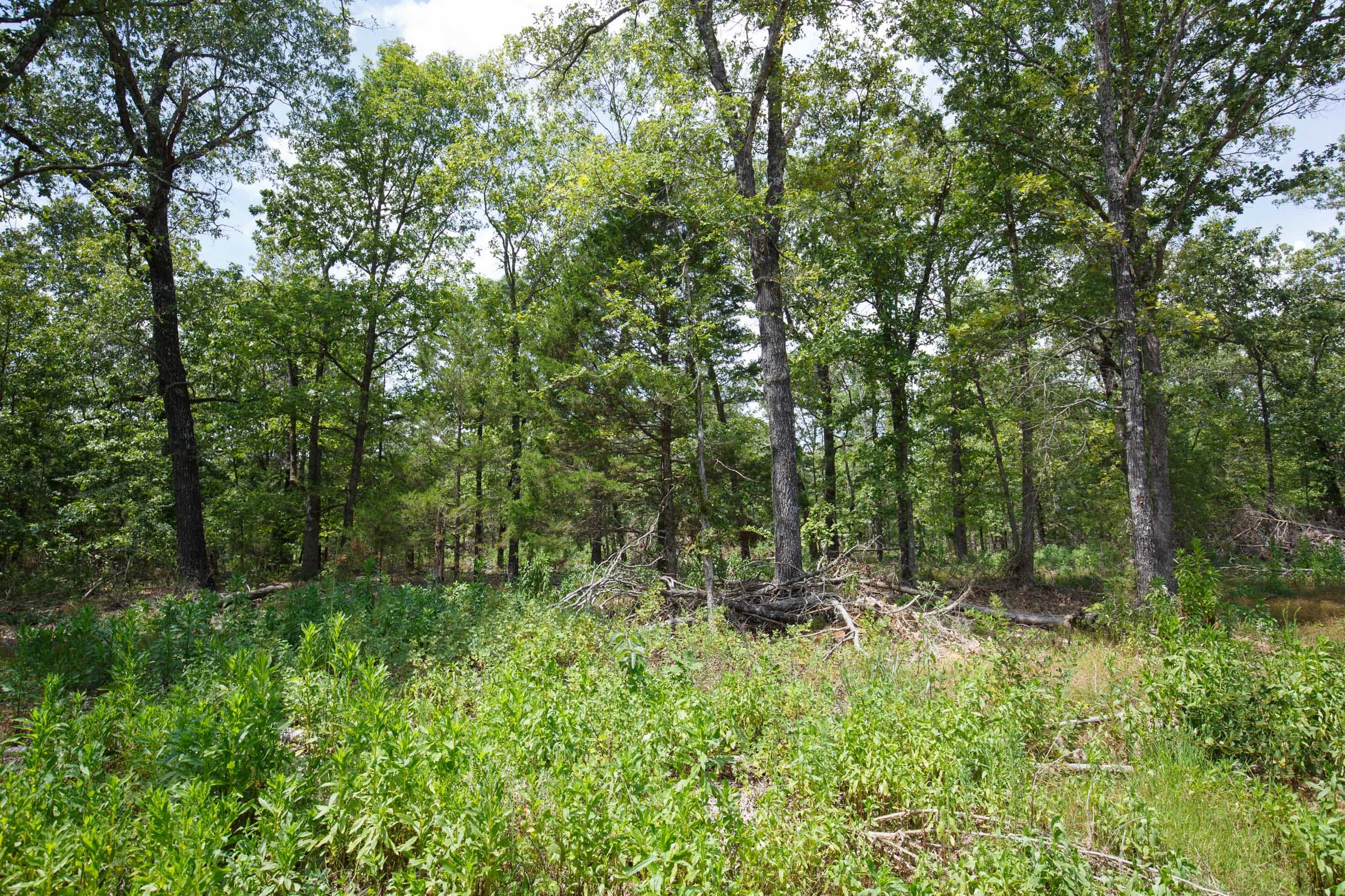 Wildwood Tract 10 photo 6