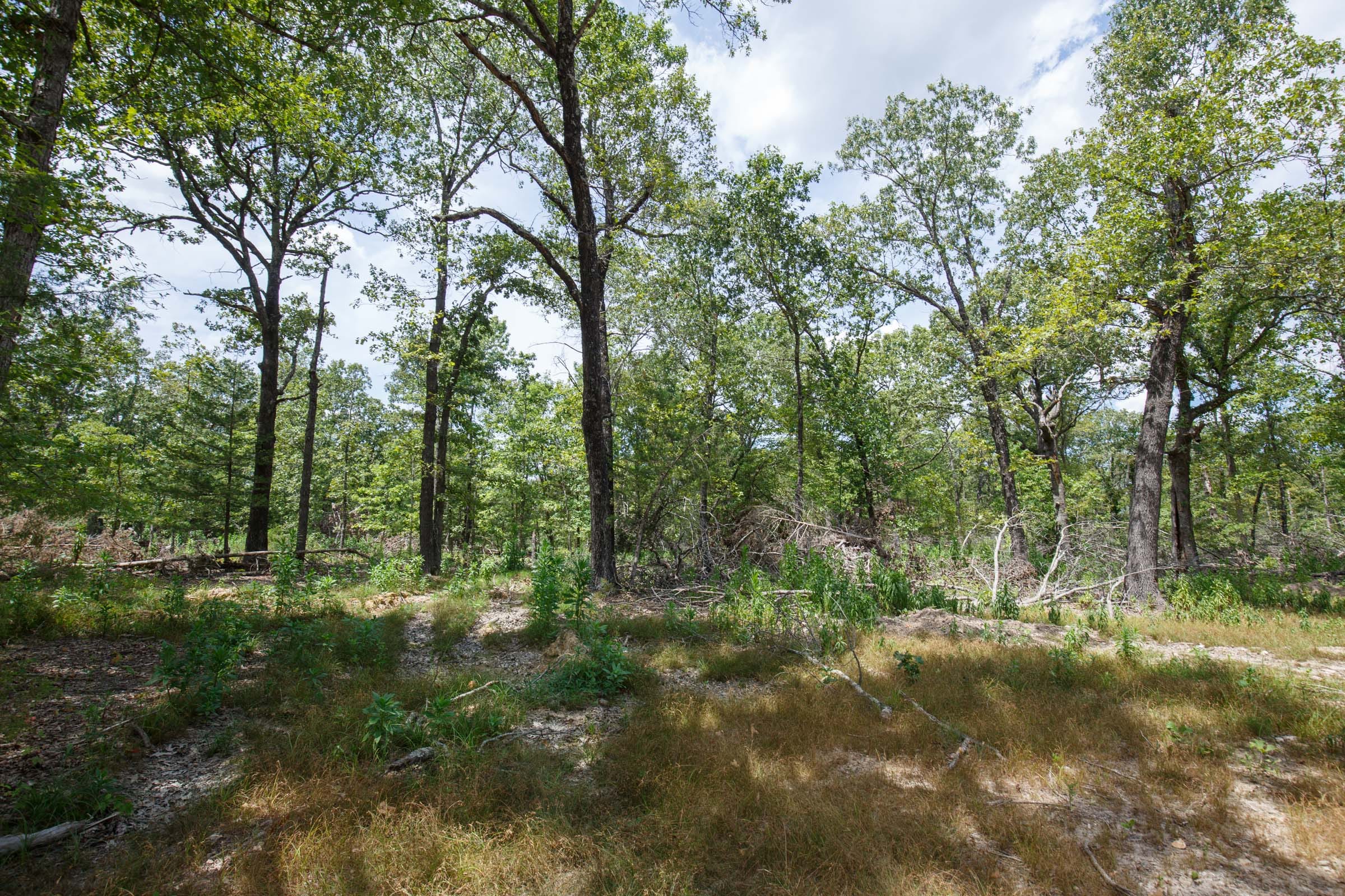 Wildwood Tract 10 photo 4