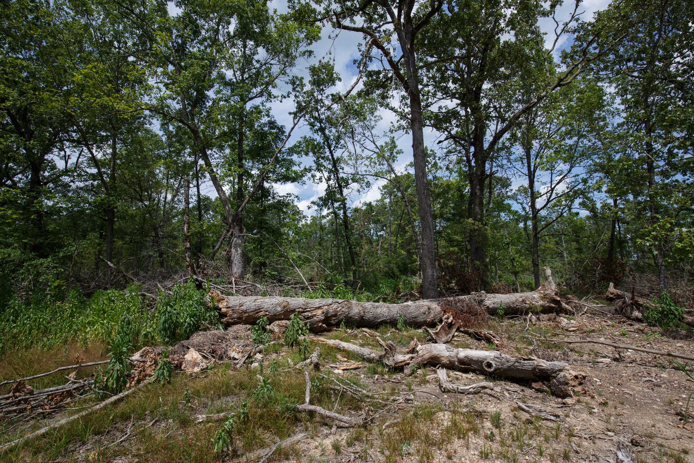 Wildwood Tract 10 photo 8