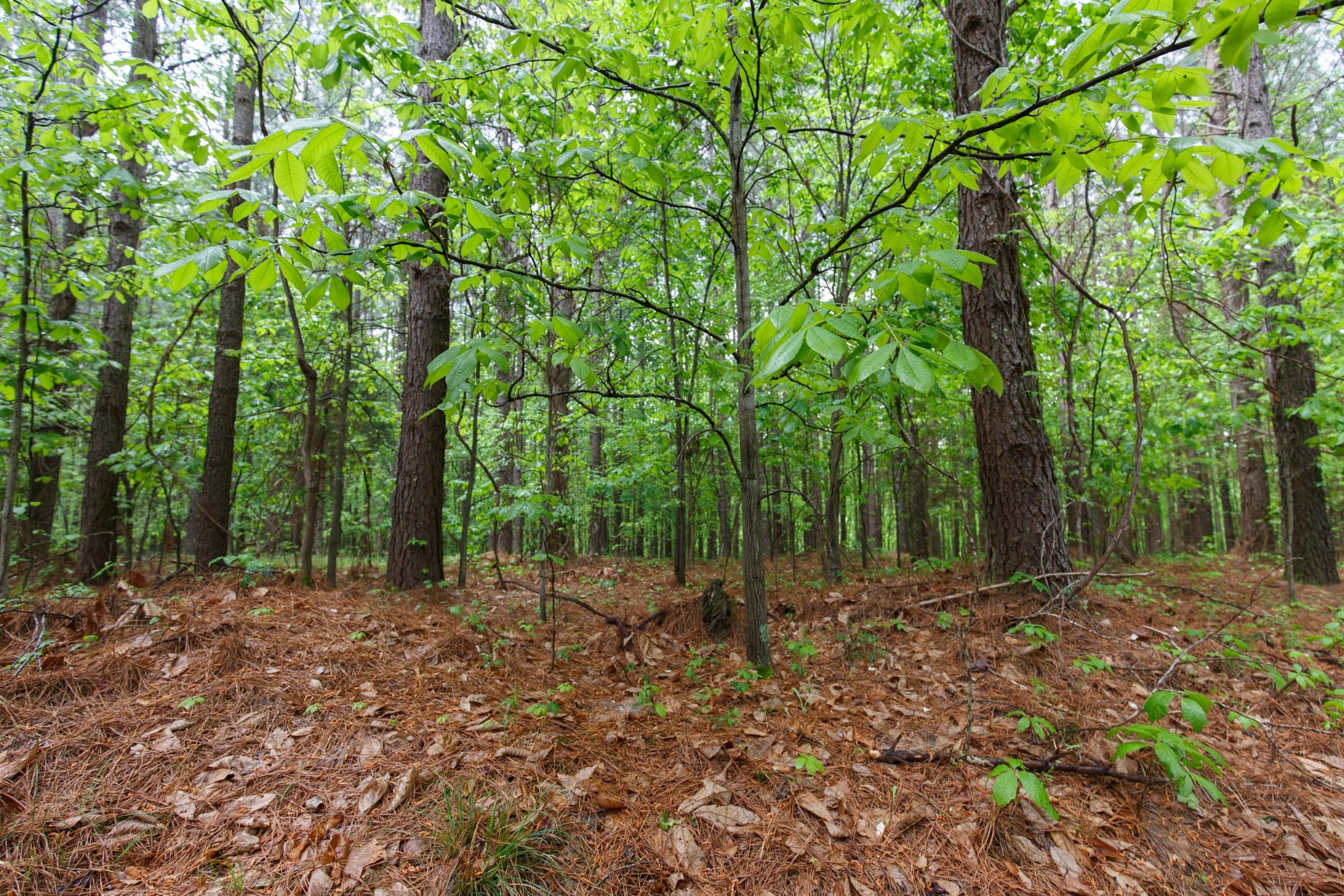 Red Barn Ranch Tract 21 photo 2