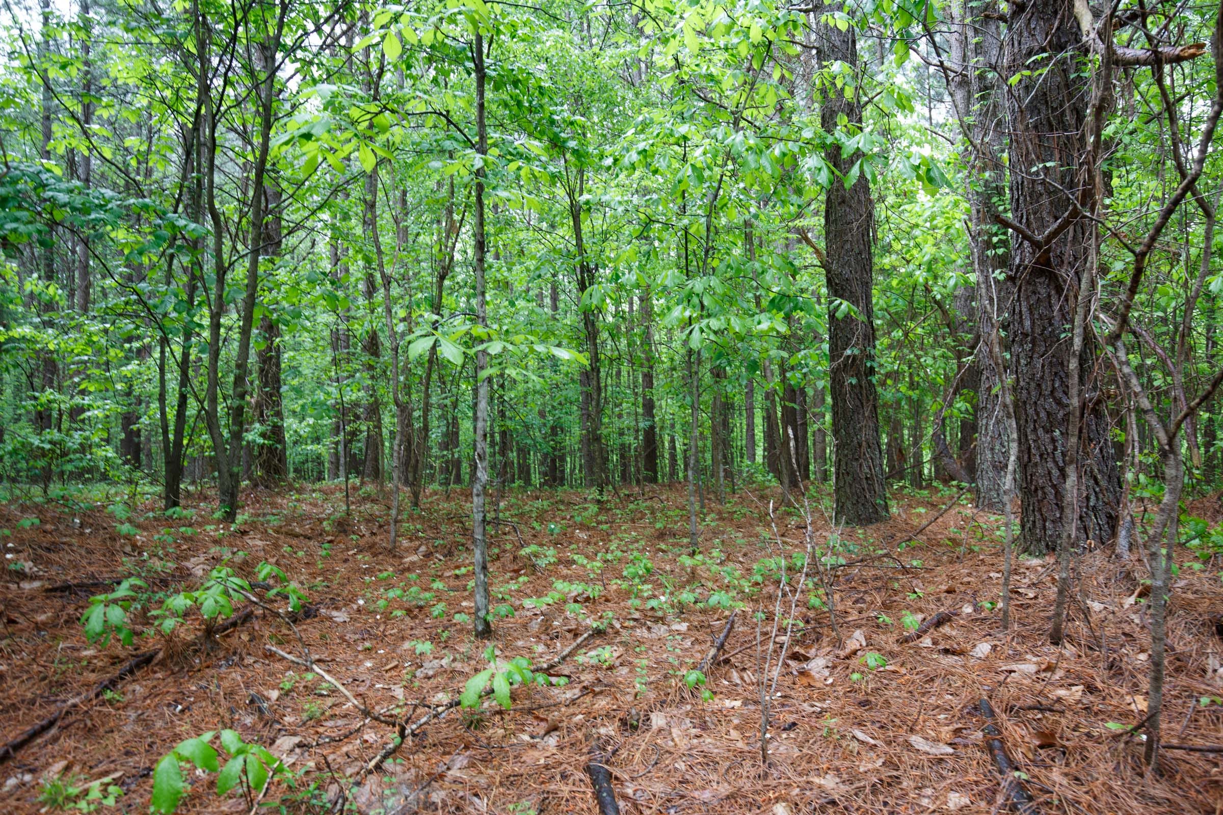 Red Barn Ranch Tract 21 photo 4