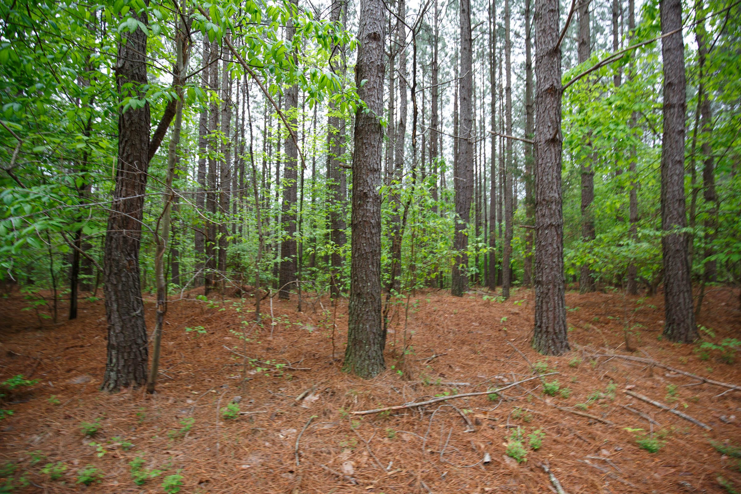 Red Barn Ranch Tract 21 photo 3
