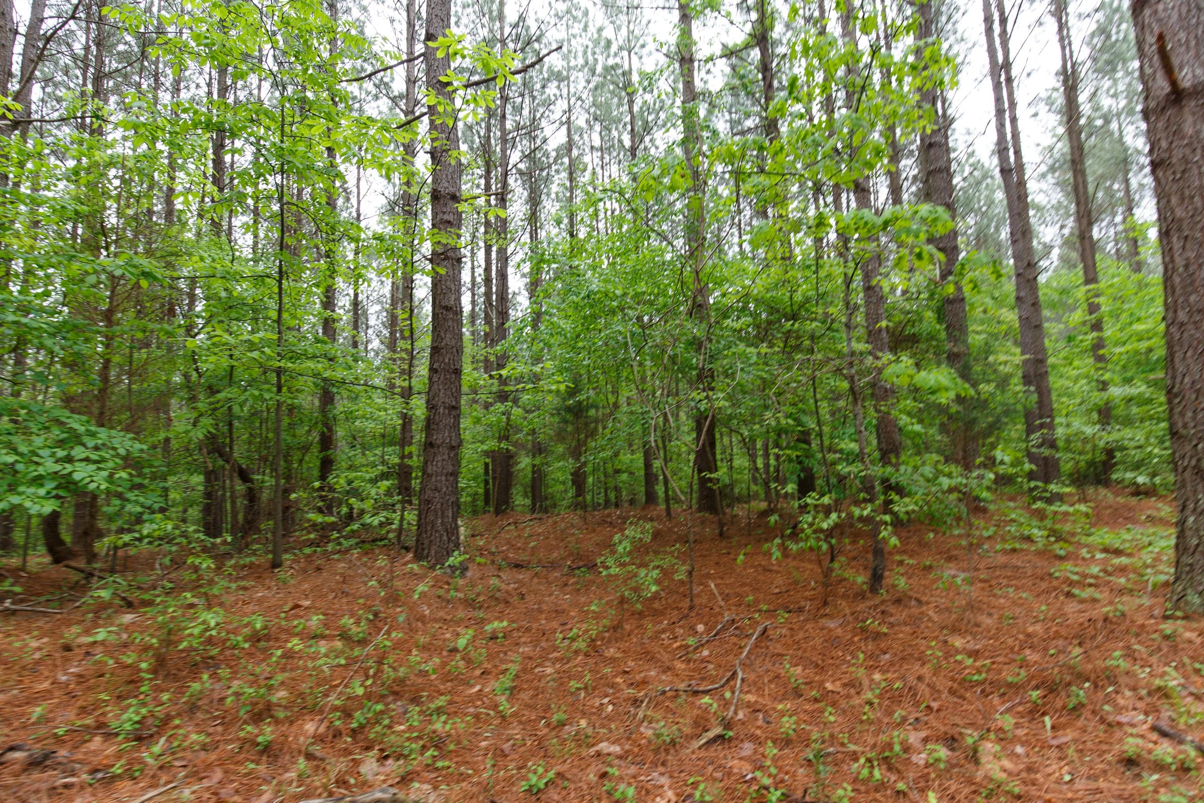 Red Barn Ranch Tract 21 photo 6