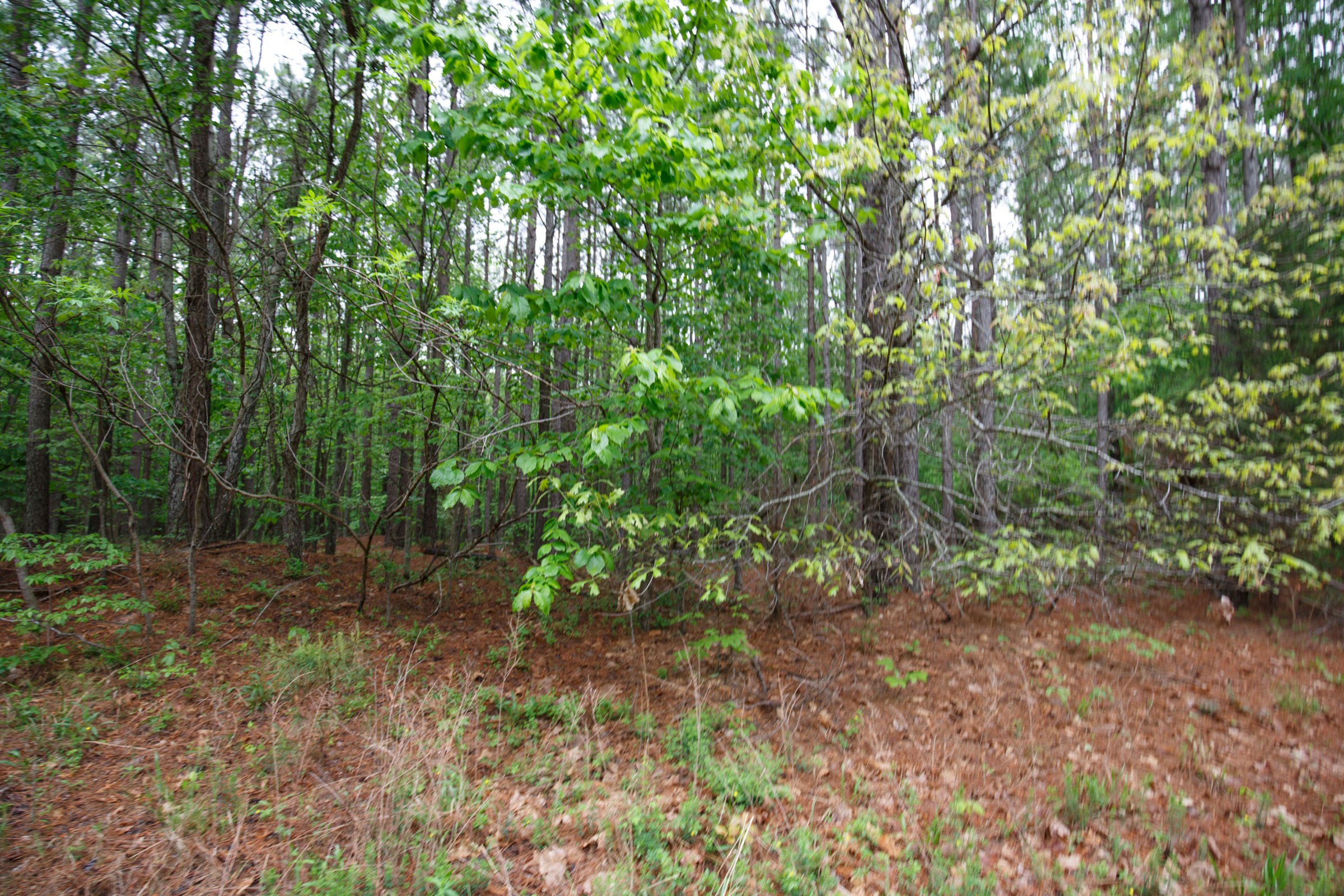 Red Barn Ranch Tract 21 photo 7