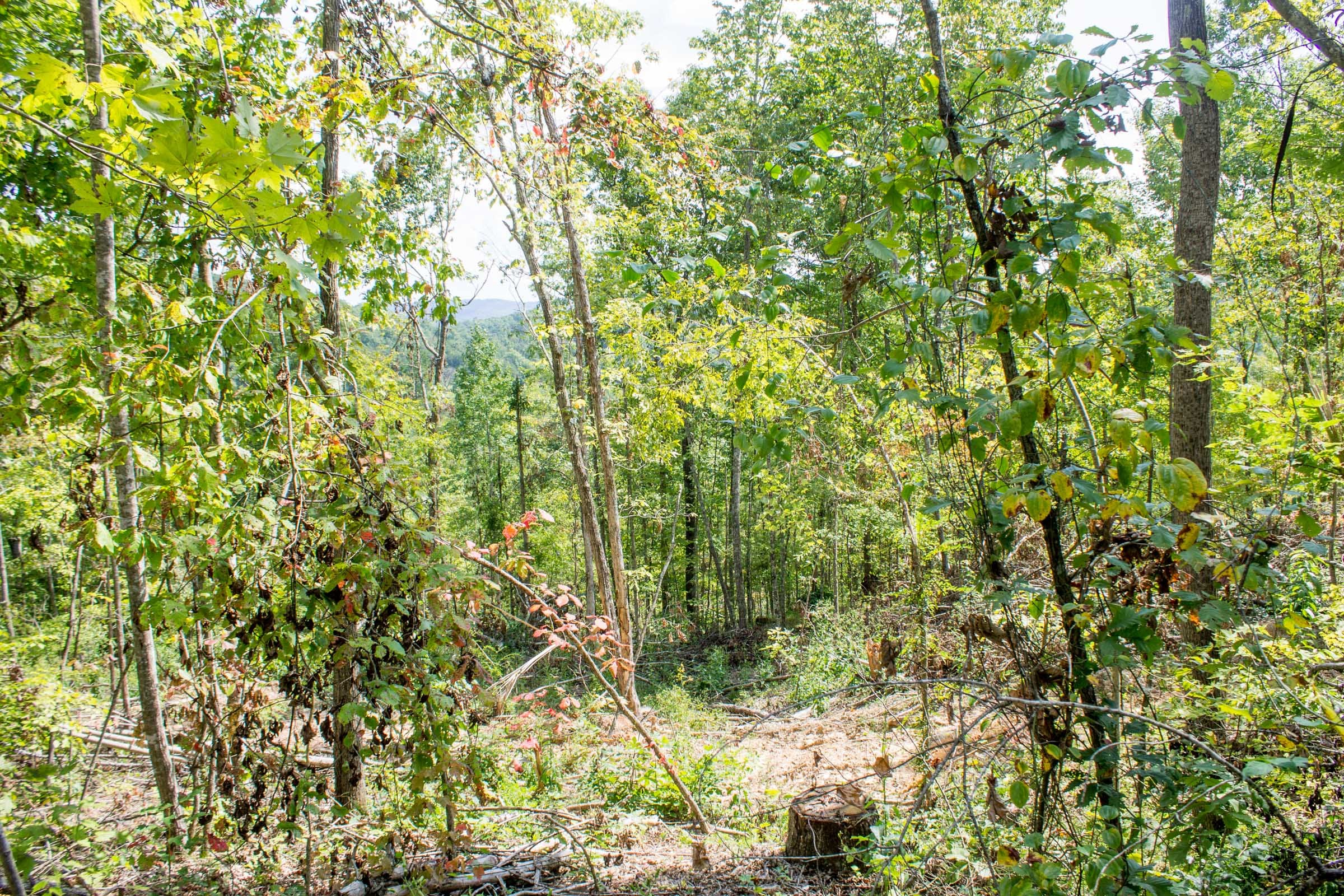 Buck Run Ridge Tract 13 photo 2