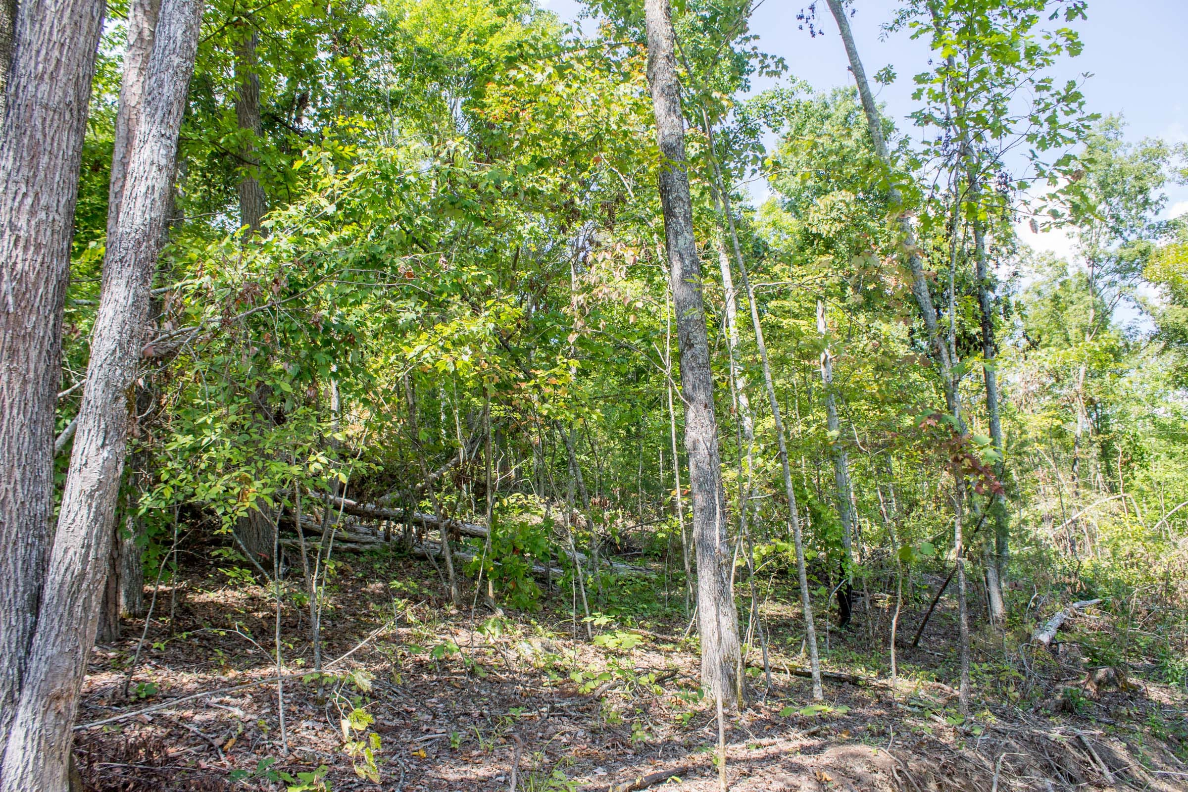 Buck Run Ridge Tract 13 photo 5