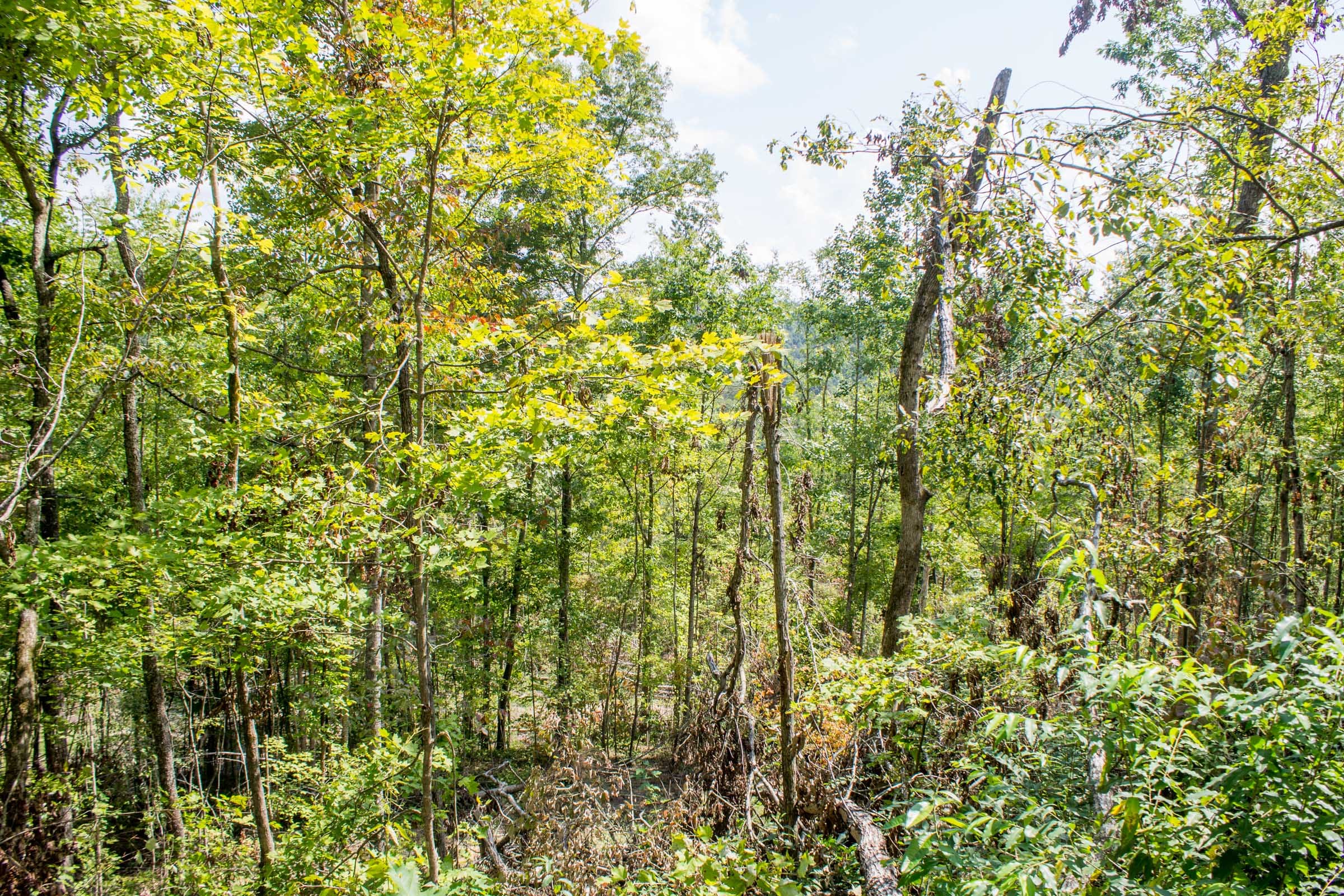 Buck Run Ridge Tract 13 photo 6