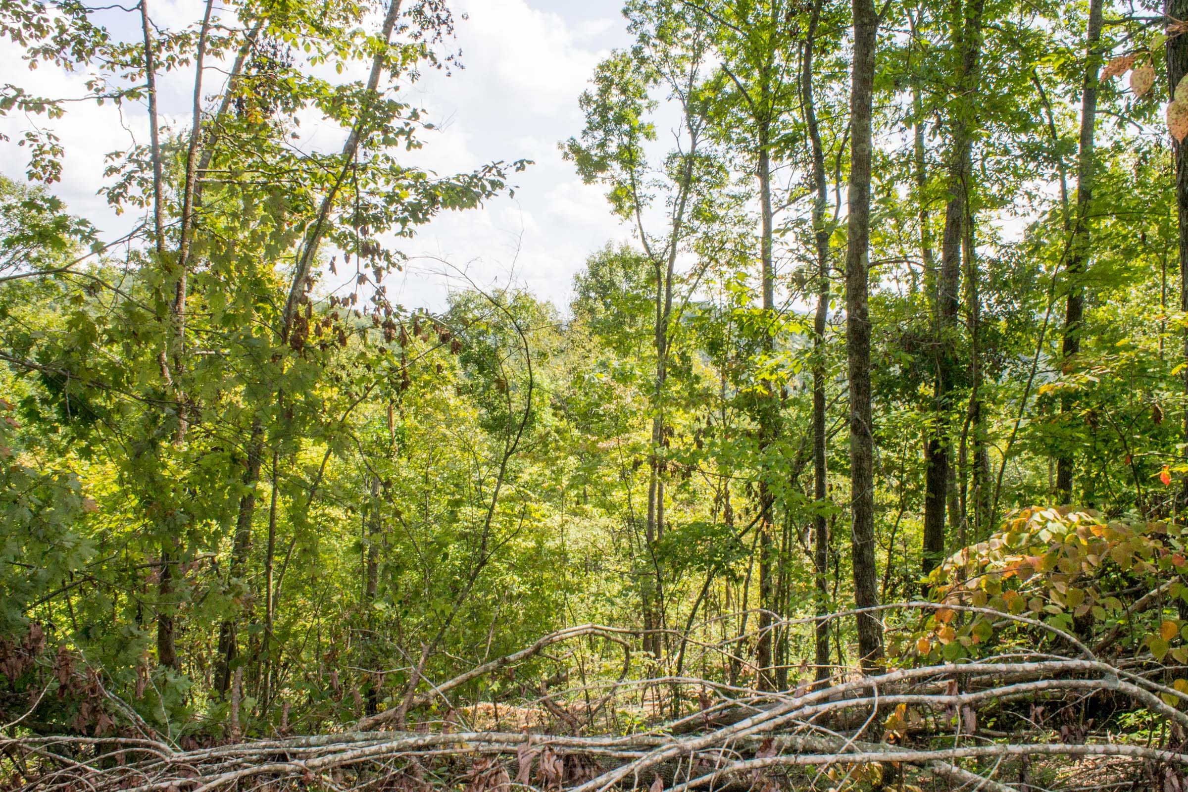 Buck Run Ridge Tract 13 photo 7