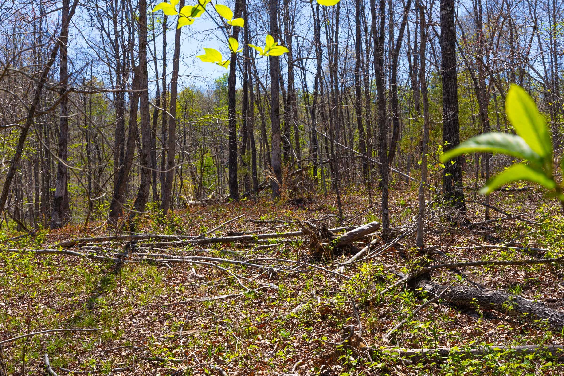 Lazybrook Tract 17 photo 10