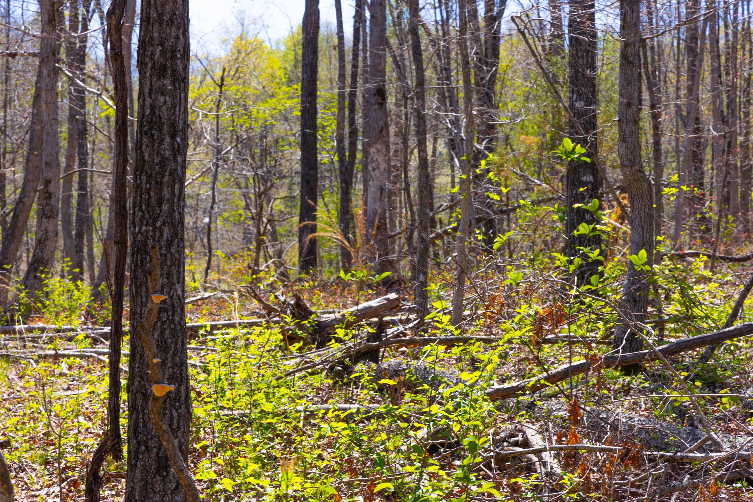 Lazybrook Tract 17 photo 9