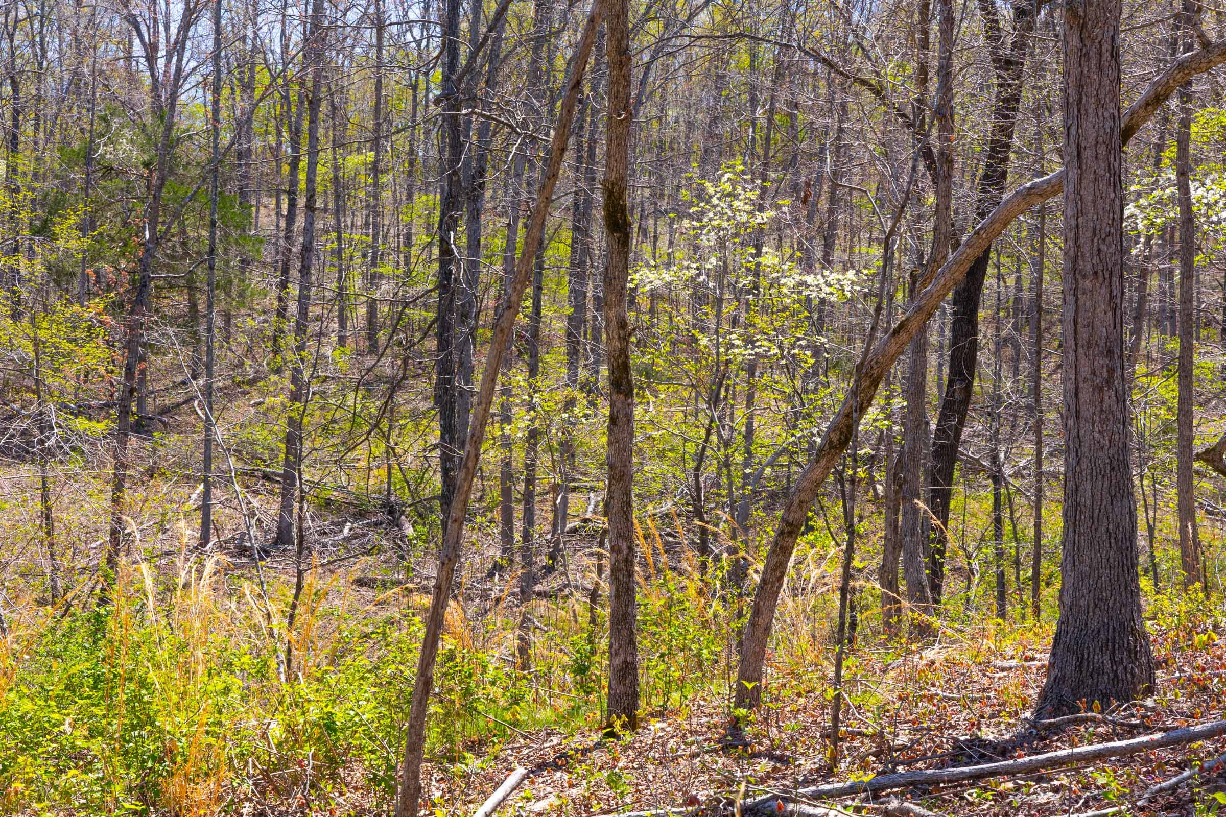 Lazybrook Tract 17 photo 8