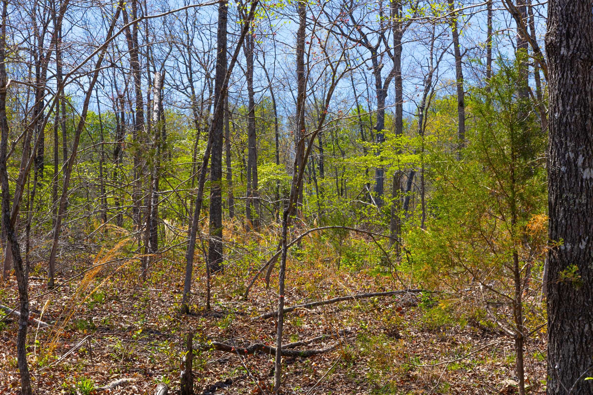 Lazybrook Tract 17 photo 7