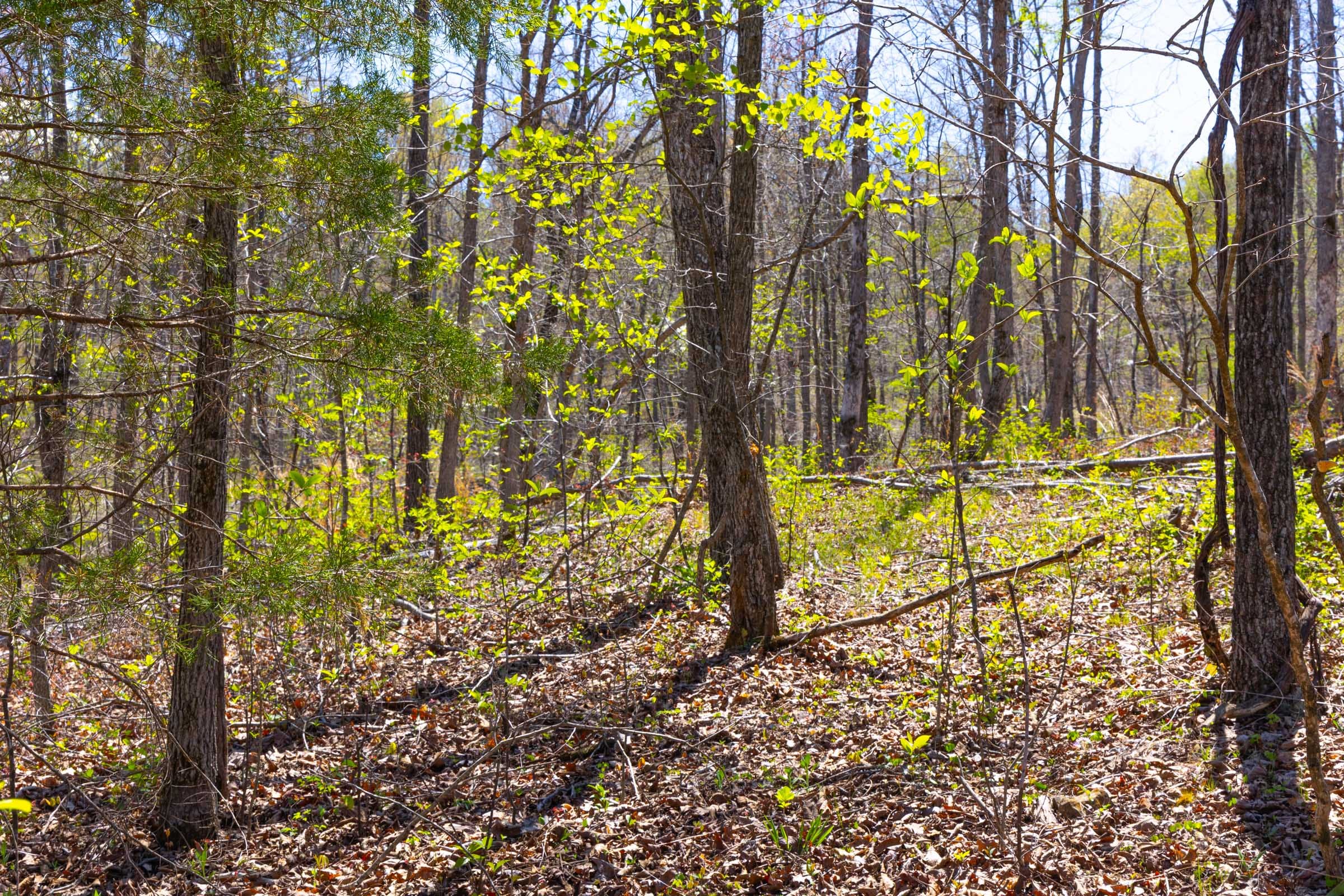 Lazybrook Tract 17 photo 5