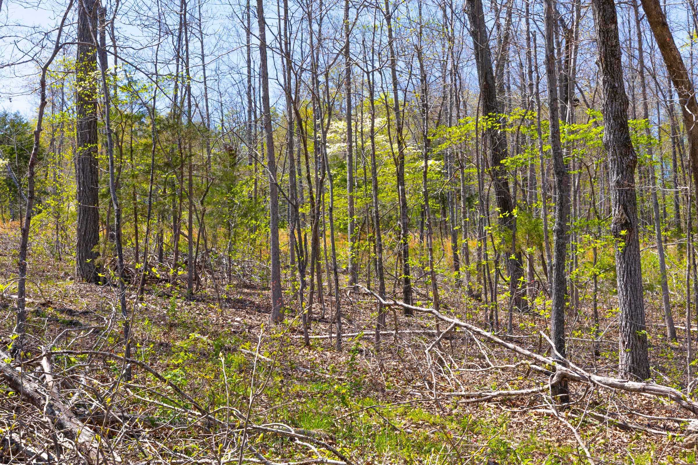 Lazybrook Tract 17 photo 1