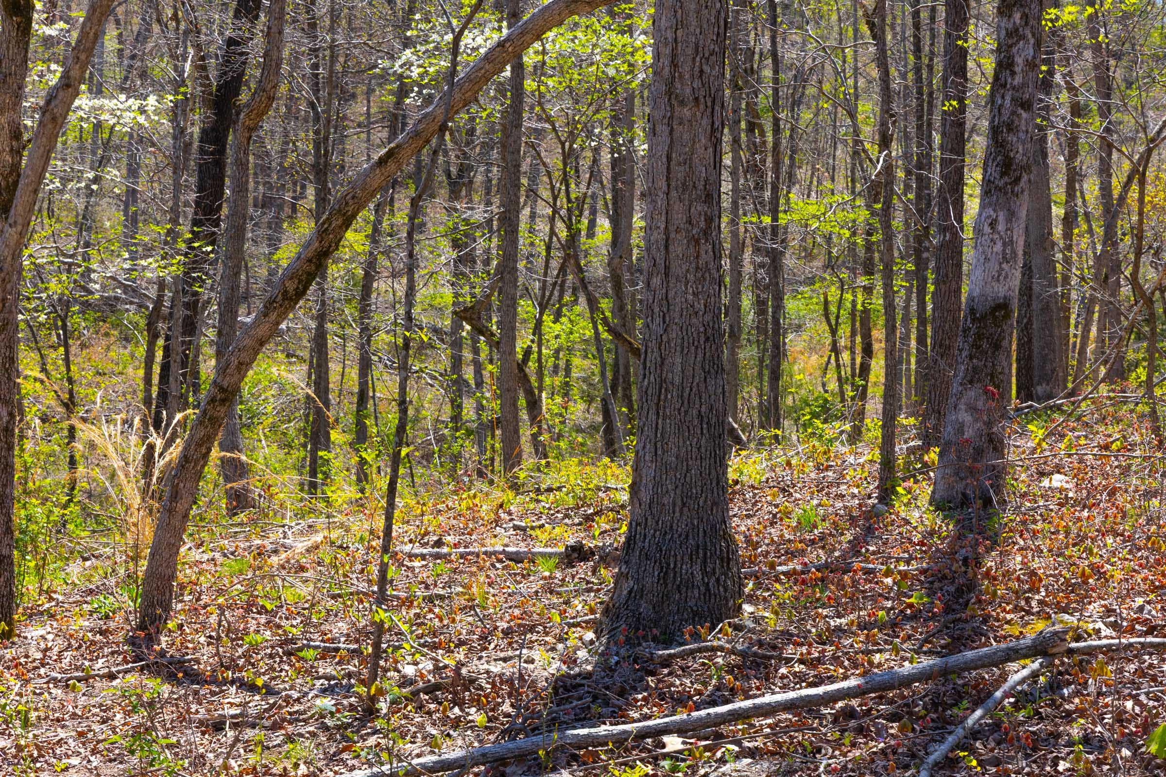 Lazybrook Tract 17 photo 6