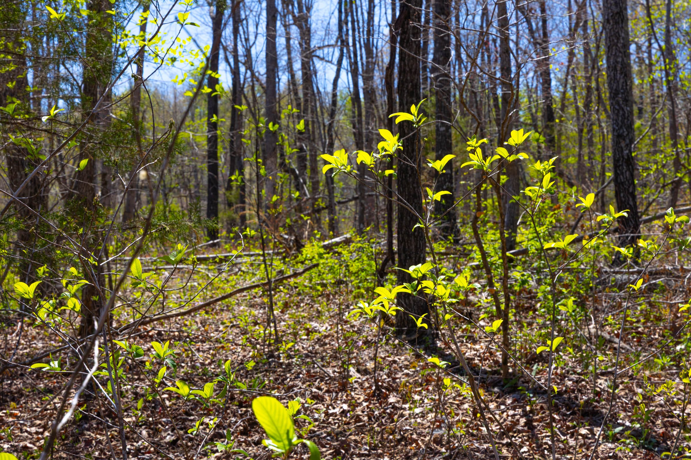 Lazybrook Tract 17 photo 3