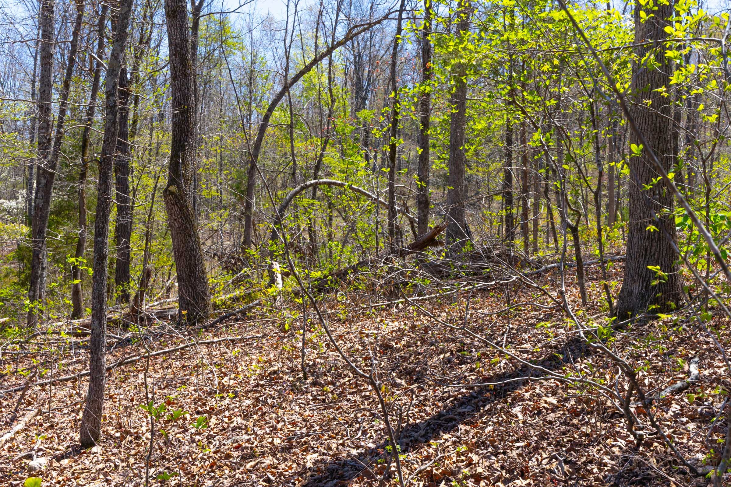 Lazybrook Tract 17 photo 2