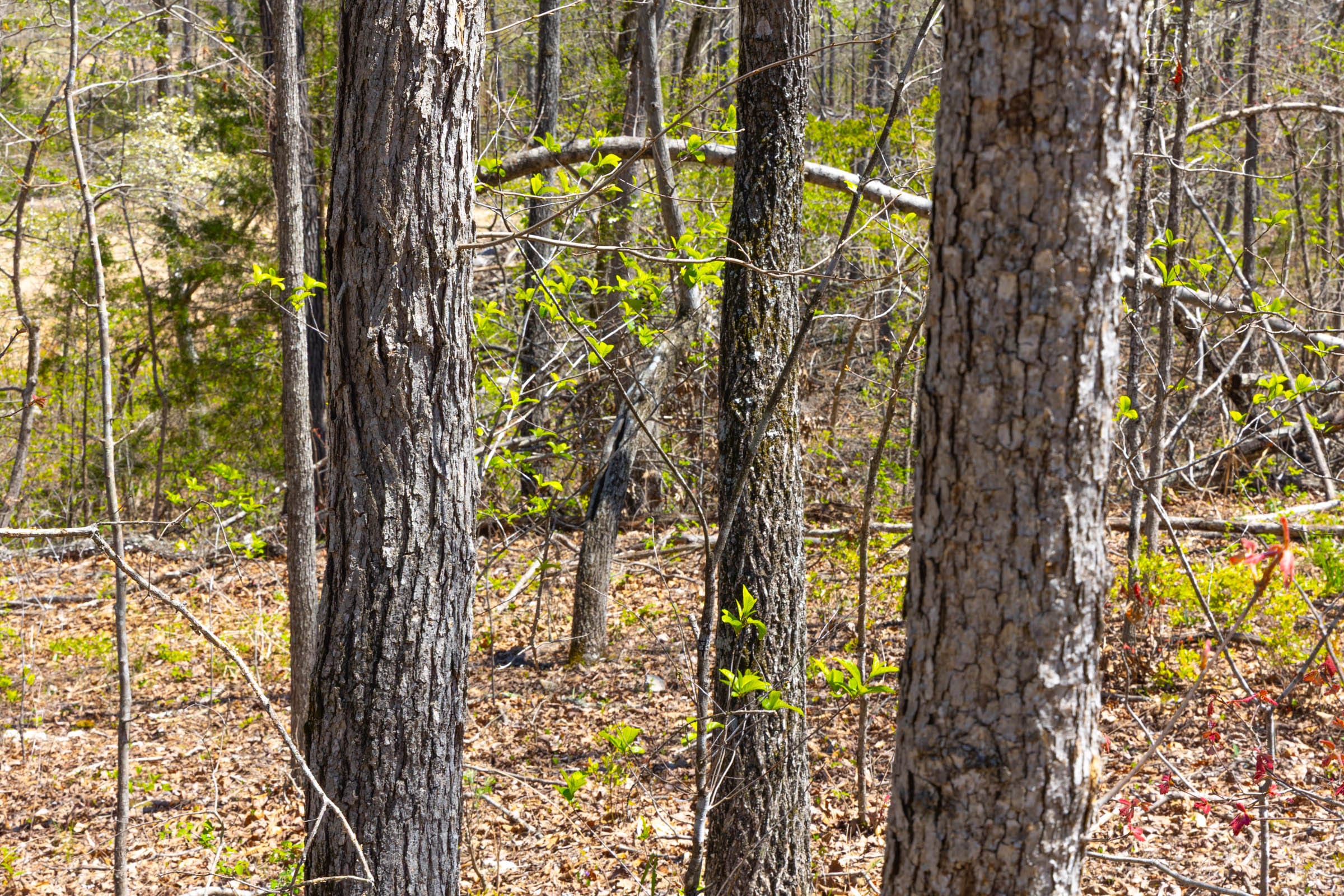Lazybrook Tract 17 photo 4