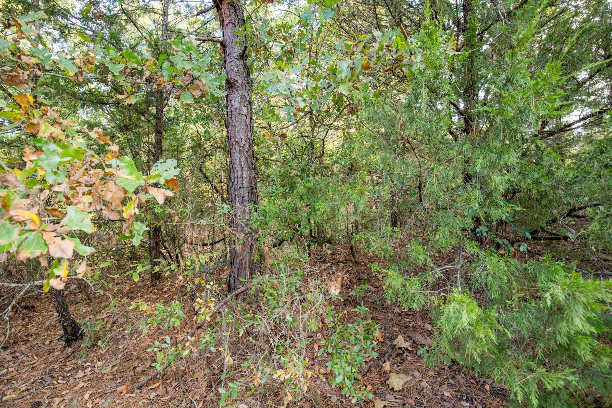 Stone Bridge Phase I Tract 18 photo 5