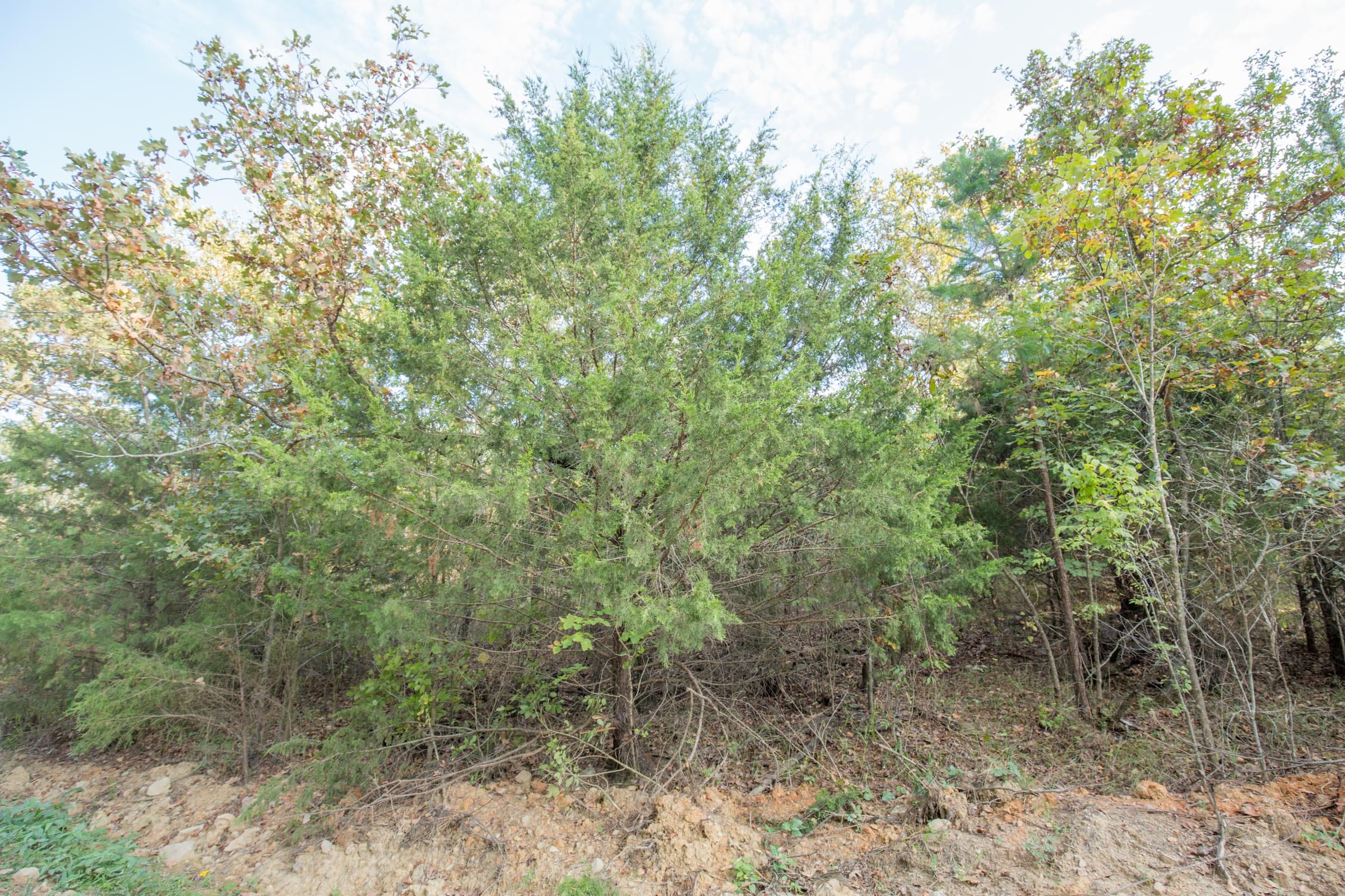 Stone Bridge Phase I Tract 18 photo 6
