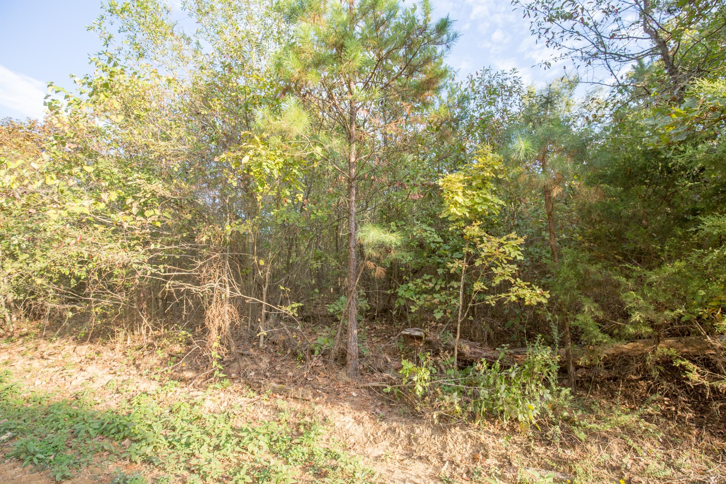 Stone Bridge Phase I Tract 18 photo 9