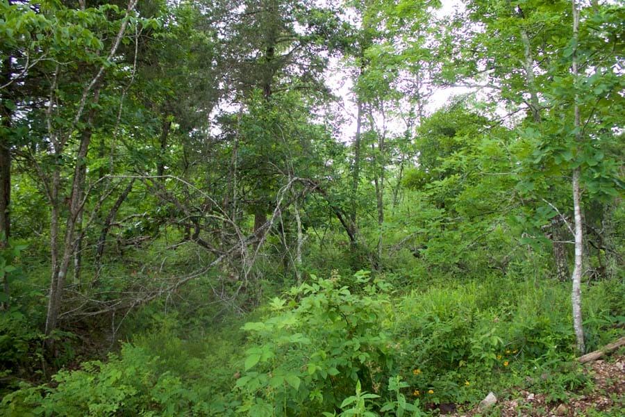 Thunder Mountain Ranch Tract 47 photo 2