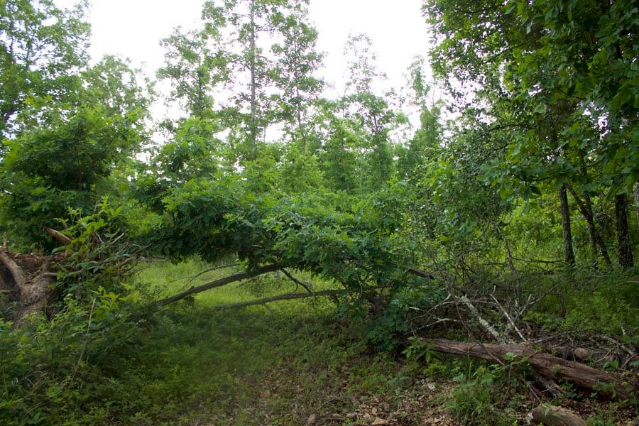 Thunder Mountain Ranch Tract 47 photo 3