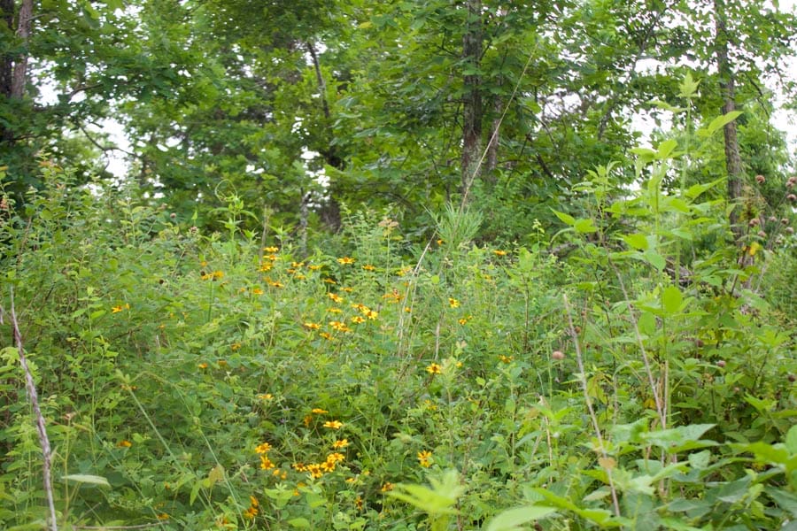 Thunder Mountain Ranch Tract 47 photo 5