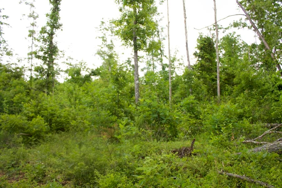 Thunder Mountain Ranch Tract 47 photo 6