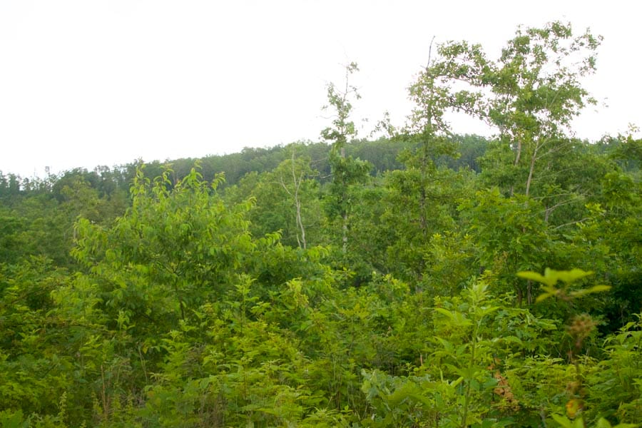 Thunder Mountain Ranch Tract 47 photo 1