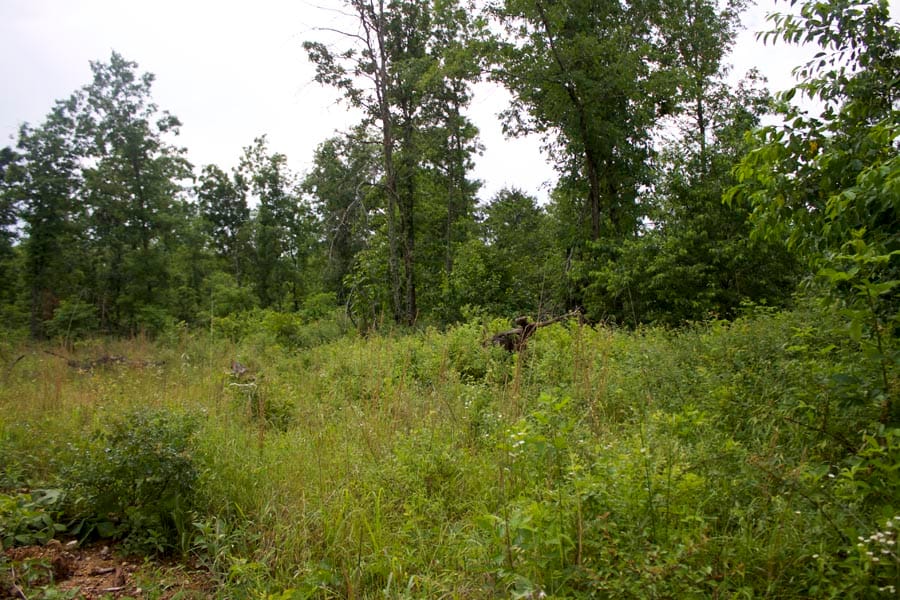 Thunder Mountain Ranch Tract 47 photo 10