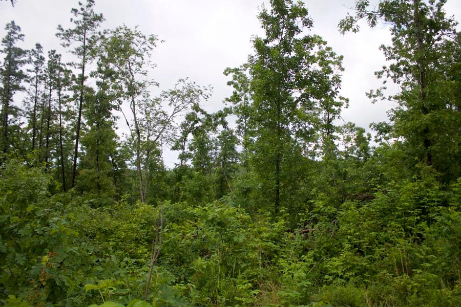Thunder Mountain Ranch Tract 47 photo 12