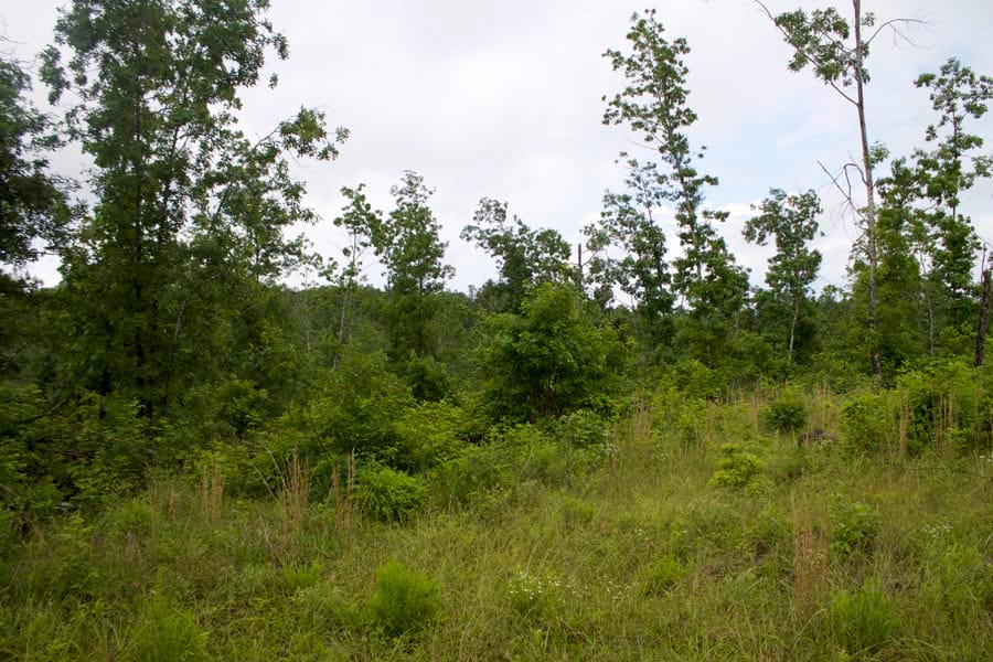 Thunder Mountain Ranch Tract 47 photo 13