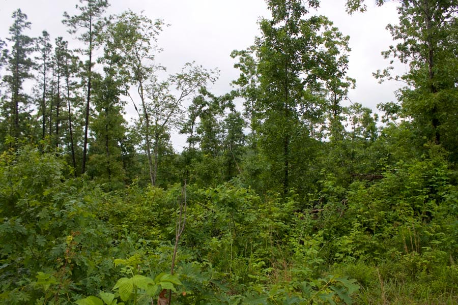 Thunder Mountain Ranch Tract 47 photo 14