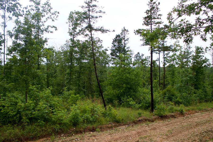 Thunder Mountain Ranch Tract 47 photo 15