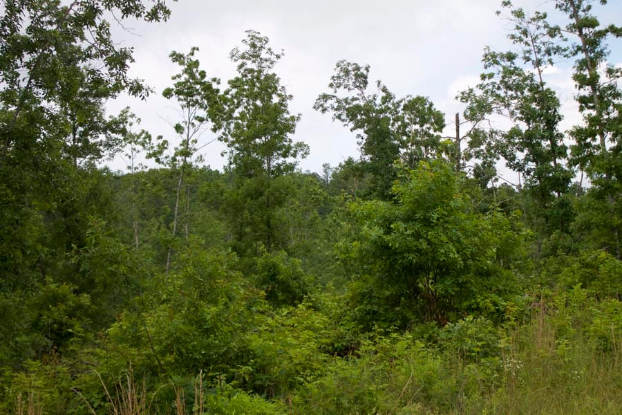 Thunder Mountain Ranch Tract 47 photo 16