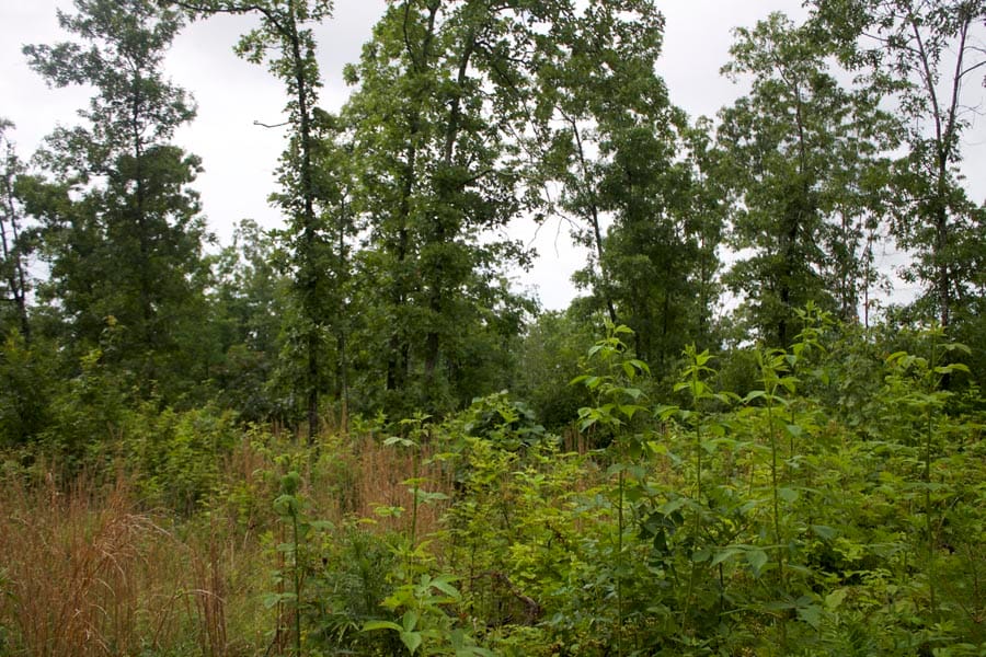 Thunder Mountain Ranch Tract 47 photo 18