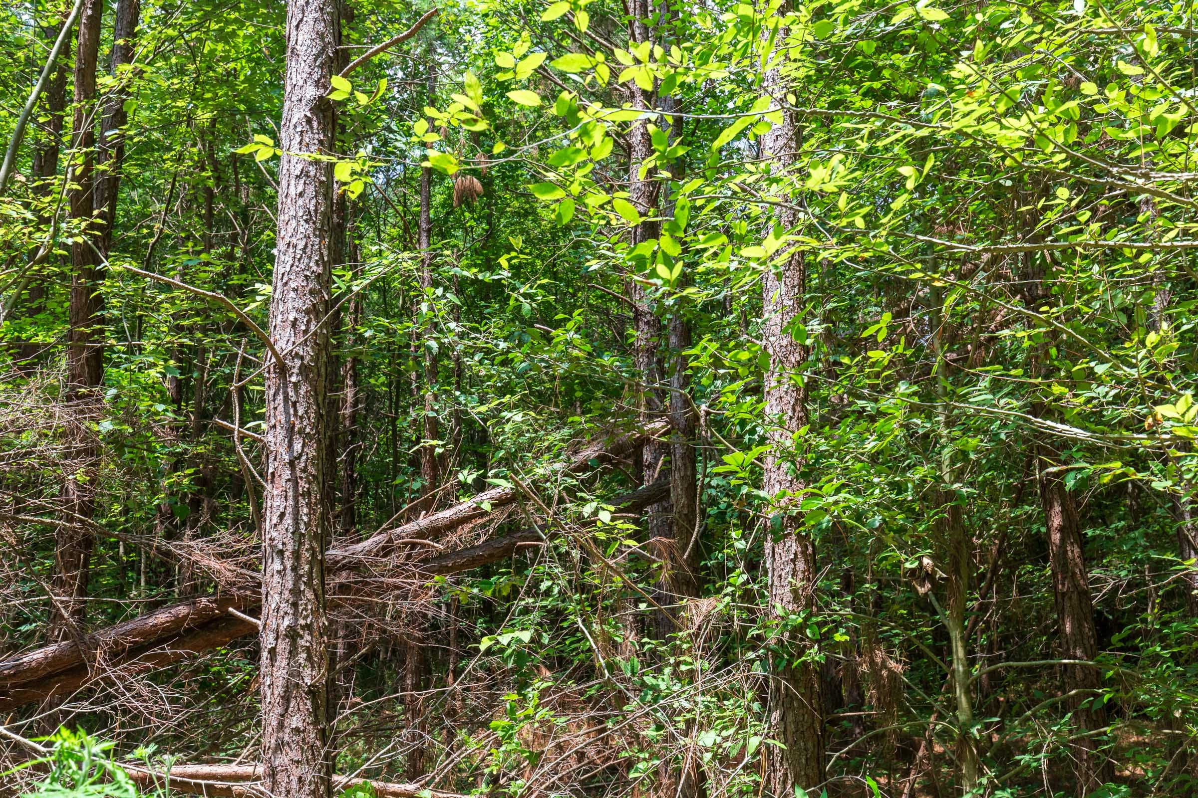 Whiskey Ridge Tract 98 photo 5