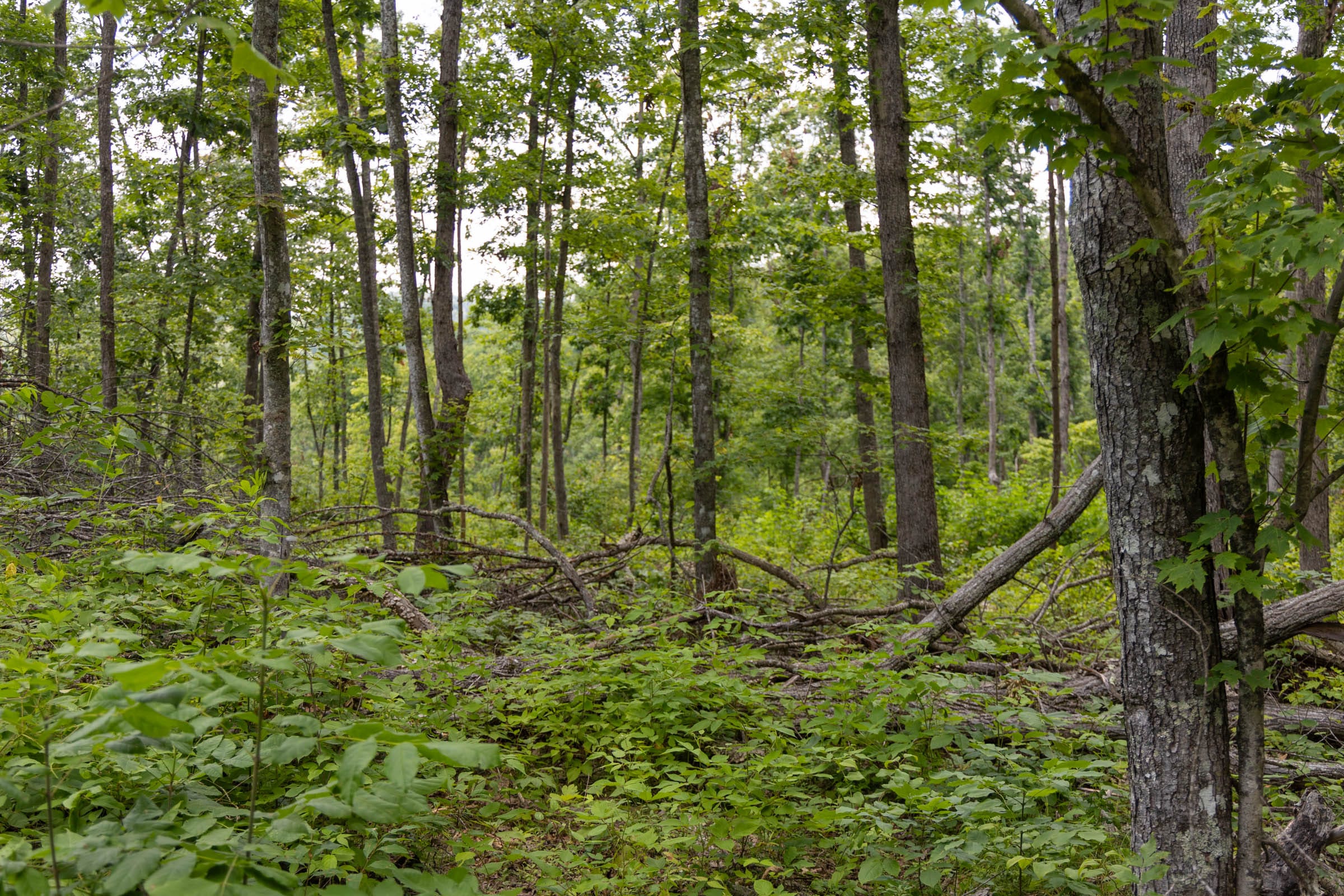 Creek Hollow Phase II Tract 60 photo 4