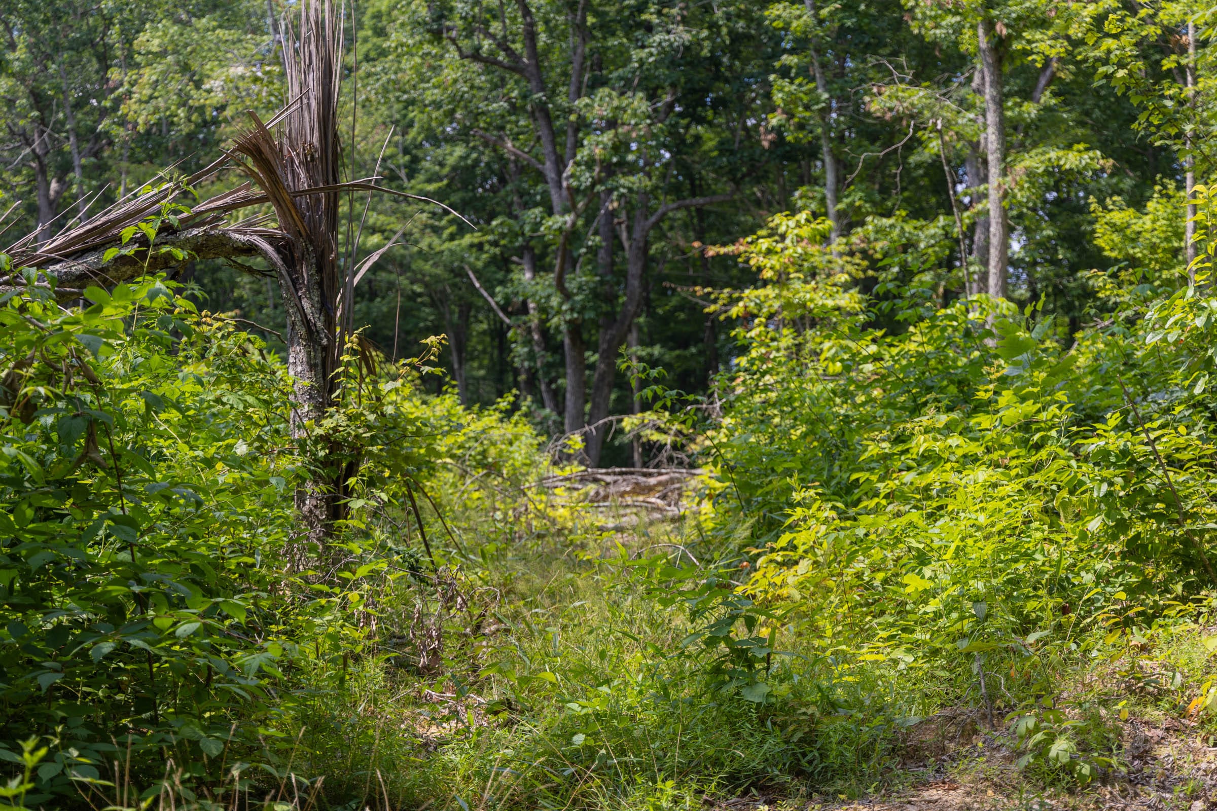 Creek Hollow Phase II Tract 60 photo 10